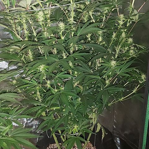 Bruce Banner  growlog timeline photo