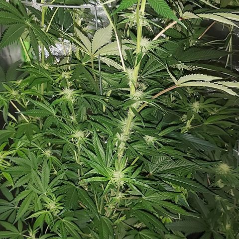 Bruce Banner  growlog timeline photo