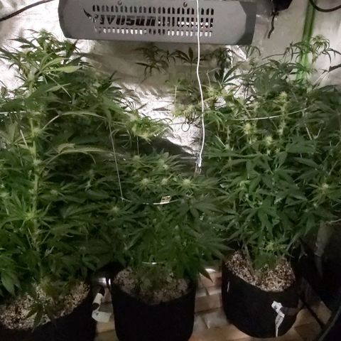 Bruce Banner  growlog timeline photo