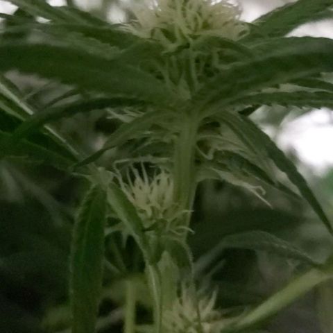 Bruce Banner  growlog timeline photo