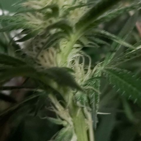Bruce Banner  growlog timeline photo