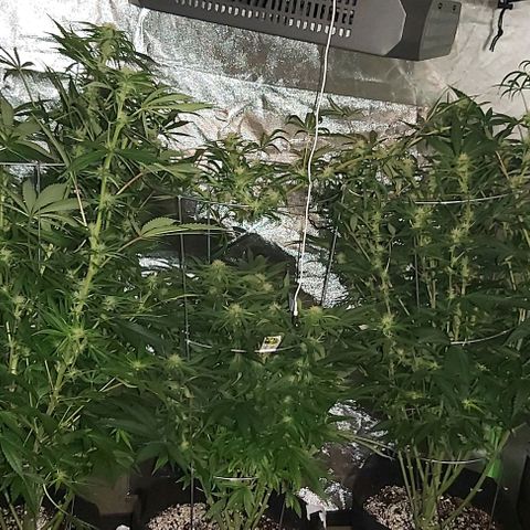 Bruce Banner  growlog timeline photo
