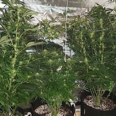 Bruce Banner  growlog timeline photo