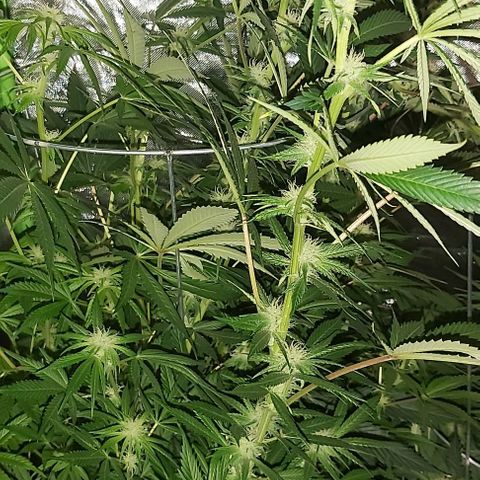 Bruce Banner  growlog timeline photo