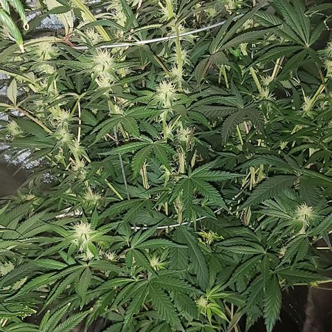 Bruce Banner  growlog timeline photo