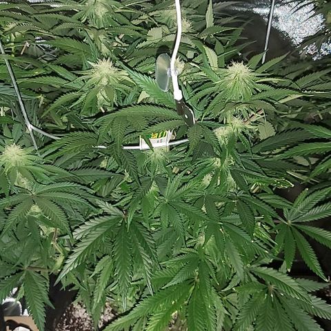 Bruce Banner  growlog timeline photo