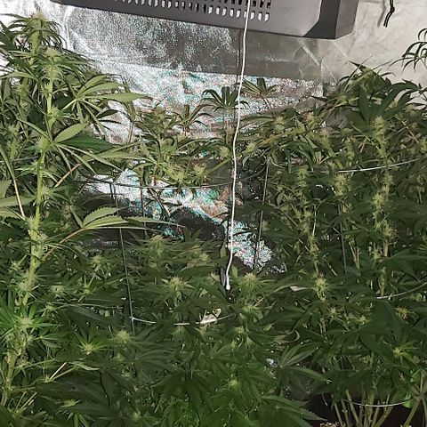 Bruce Banner  growlog timeline photo