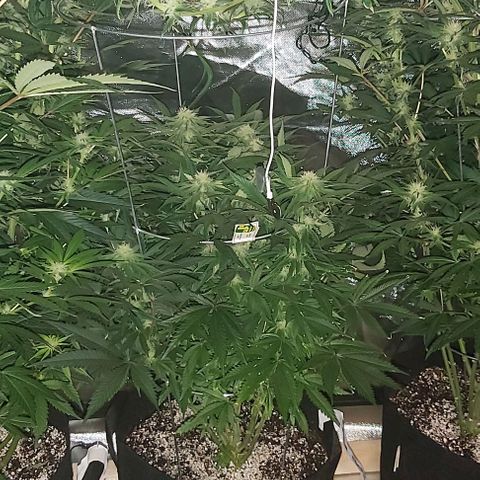 Bruce Banner  growlog timeline photo