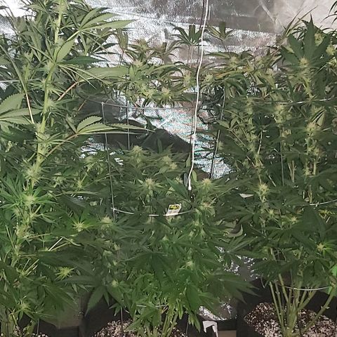 Bruce Banner  growlog timeline photo