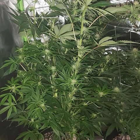 Bruce Banner  growlog timeline photo