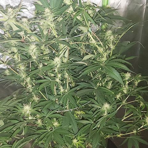 Bruce Banner  growlog timeline photo