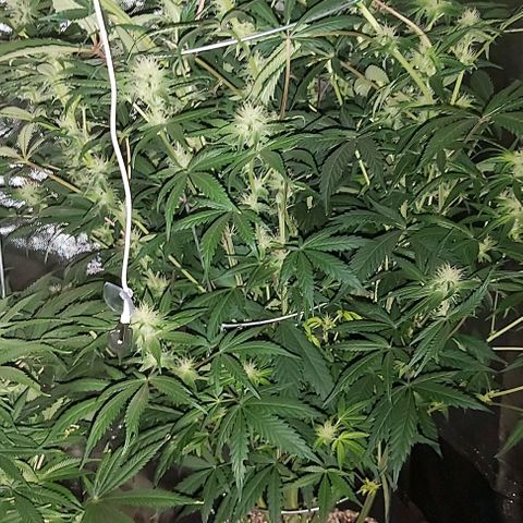 Bruce Banner  growlog timeline photo