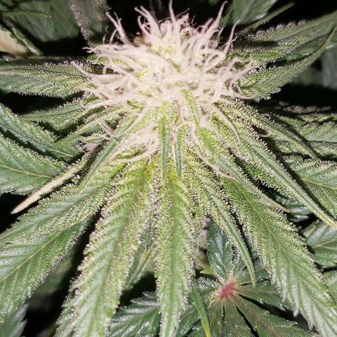 Bruce Banner  growlog timeline photo
