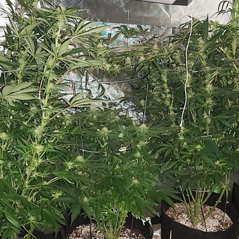 Bruce Banner  growlog timeline photo