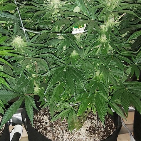 Bruce Banner  growlog timeline photo