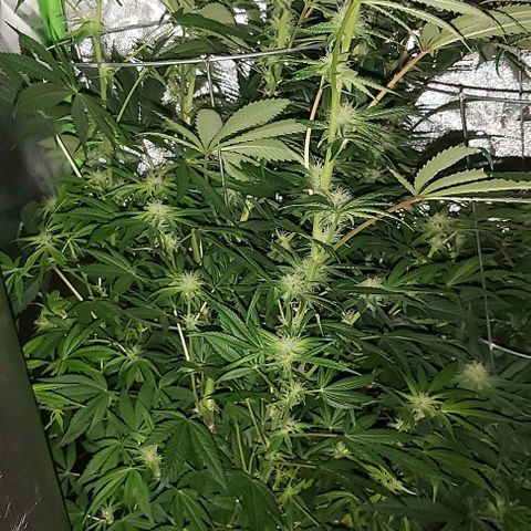 Bruce Banner  growlog timeline photo