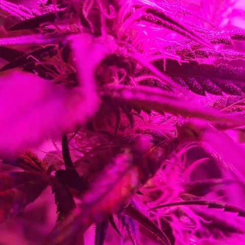 Bruce Banner  growlog timeline photo