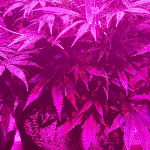 Bruce Banner  growlog timeline photo