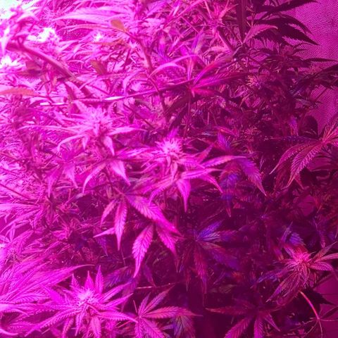 Bruce Banner  growlog timeline photo