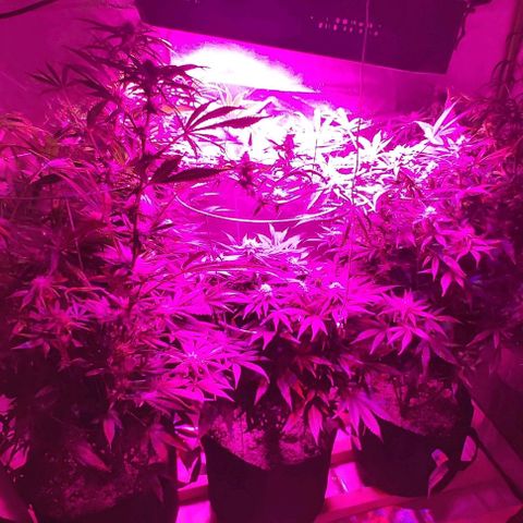 Bruce Banner  growlog timeline photo