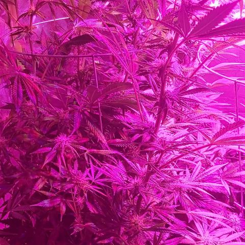 Bruce Banner  growlog timeline photo