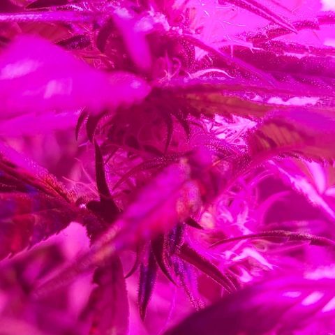 Bruce Banner  growlog timeline photo