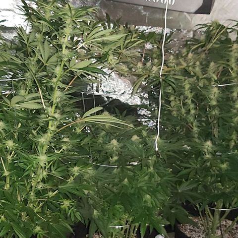 Bruce Banner  growlog timeline photo