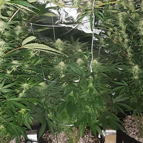 Bruce Banner  growlog timeline photo