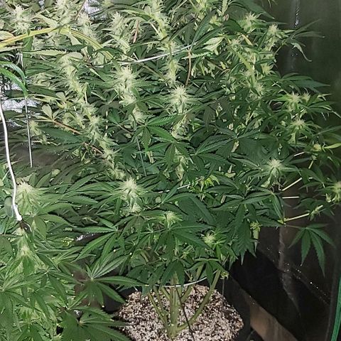 Bruce Banner  growlog timeline photo