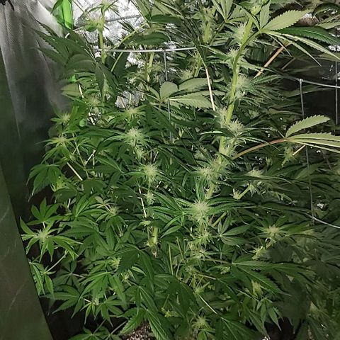Bruce Banner  growlog timeline photo