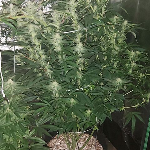 Bruce Banner  growlog timeline photo