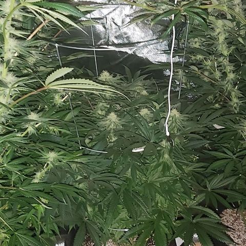 Bruce Banner  growlog timeline photo