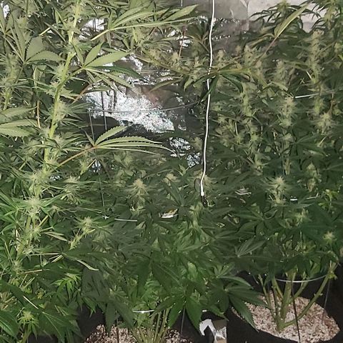 Bruce Banner  growlog timeline photo