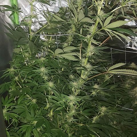 Bruce Banner  growlog timeline photo