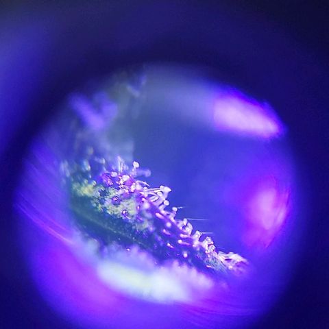 Bruce Banner  growlog timeline photo