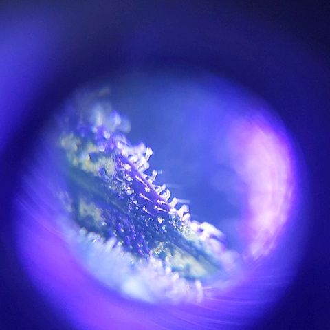 Bruce Banner  growlog timeline photo