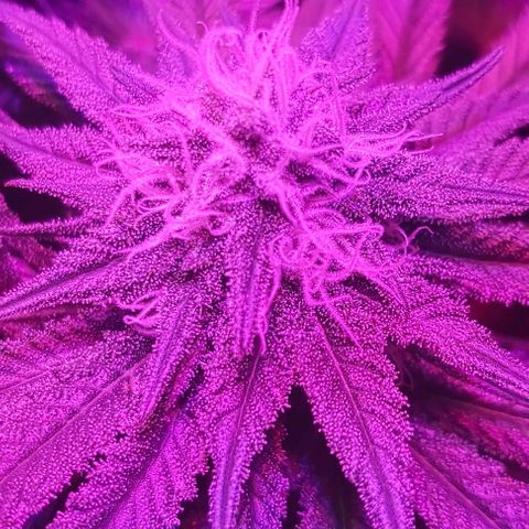 Bruce Banner  growlog timeline photo