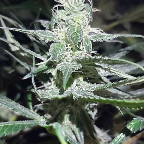 Bruce Banner  growlog timeline photo