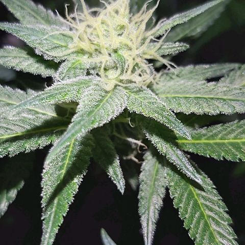 Bruce Banner  growlog timeline photo