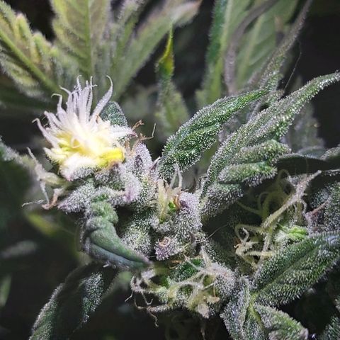 Bruce Banner  growlog timeline photo