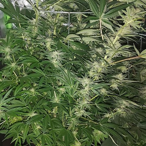 Bruce Banner  growlog timeline photo