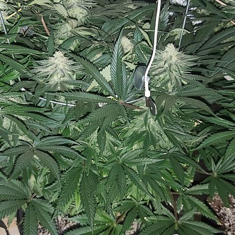 Bruce Banner  growlog timeline photo