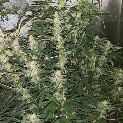 Bruce Banner  growlog timeline photo