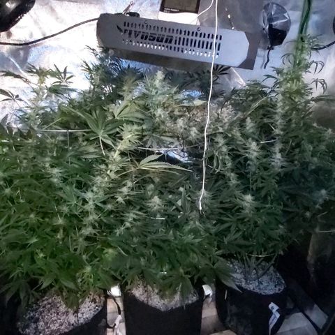 Bruce Banner  growlog timeline photo