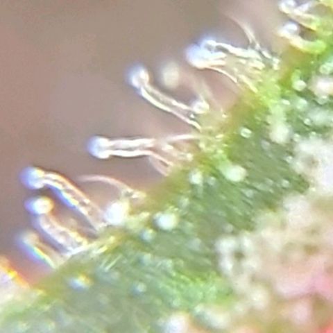 Bruce Banner  growlog timeline photo