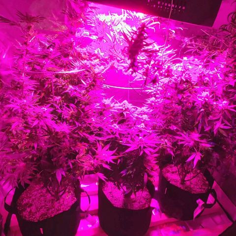 Bruce Banner  growlog timeline photo
