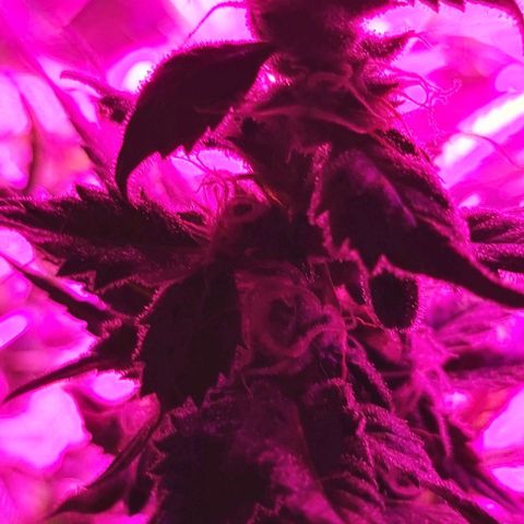 Bruce Banner  growlog timeline photo