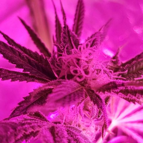 Bruce Banner  growlog timeline photo