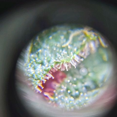 Bruce Banner  growlog timeline photo