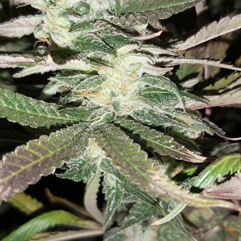 Bruce Banner  growlog timeline photo
